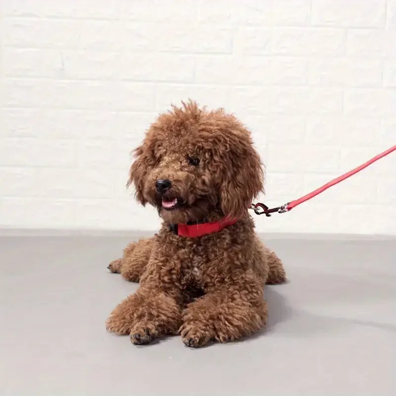 LED Nylon Dog Leash & Collar LED Nylon Dog Leash & Collar